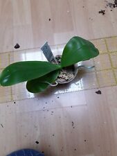 Phal phalaenopsis yaphon gebraucht kaufen  Gießen