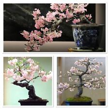 Cherry blossom tree for sale  GLOUCESTER