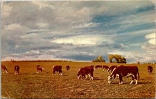 Herefords cow herd for sale  Galion