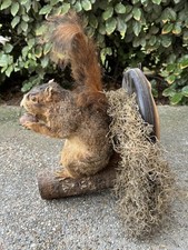 Vintage taxidermy squirrel for sale  Laurel