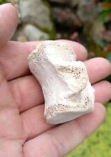 Fossil bone dolphin for sale  WREXHAM