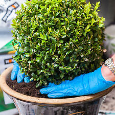 Buxus ball 30cm for sale  UK
