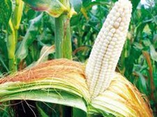 Corn white stowell for sale  Saint Peters