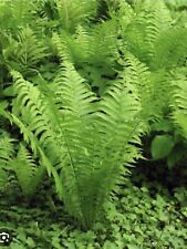 Ostrich fern glade for sale  Tazewell