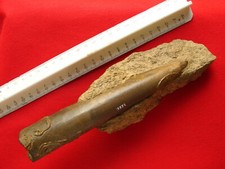 Bélemnite bajocien megateutis d'occasion  La Chapelle-Saint-Luc
