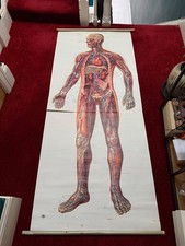 Vintage anatomic poster for sale  PLYMOUTH