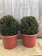 Pair taxus baccata for sale  WORTHING