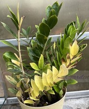 Sale plant variegated for sale  Dickinson