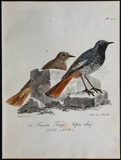 1830 rougequeue noir d'occasion  France