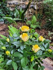 Rosa yellow dolc for sale  HORSHAM