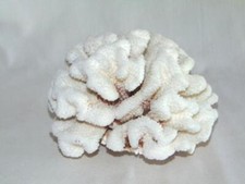 Vintage large natural for sale  San Jose