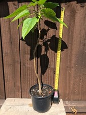 Catalpa bignonioides indian for sale  THORNTON-CLEVELEYS