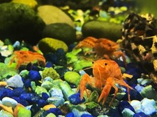 Live mexican dwarf for sale  Cairo