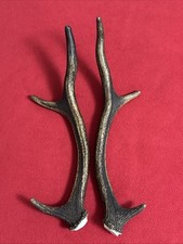 Pair red deer for sale  DUNDEE
