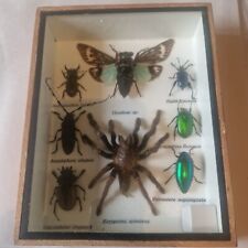 Real insect tosena for sale  GOREBRIDGE
