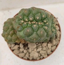 Coryphantha elephantidens tens usato  Brindisi