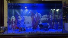 Clear seal aquarium for sale  BIRMINGHAM