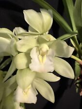 Cymbidium honey bunny for sale  Torrance