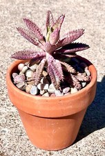 Rare healthy kalanchoe for sale  Cotati