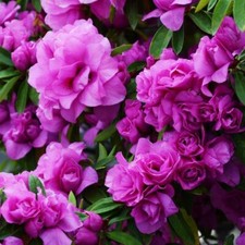Amelia rose azalea for sale  Mobile