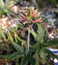Aloe maculata saponaria for sale  Punta Gorda