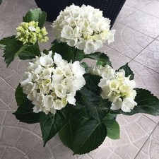 Hortensja ogrodowa Soeur Therese P9/C1 na sprzedaż  PL