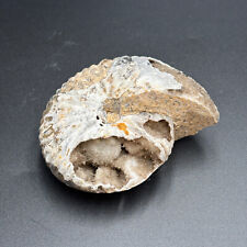 Fossil ammonite halorites usato  Italia