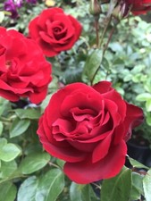 Deep red dark for sale  BIRMINGHAM
