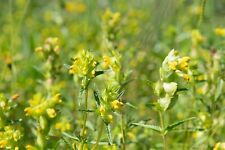 British wild flower for sale  WREXHAM