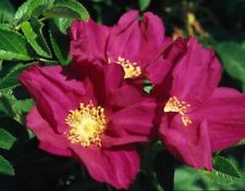 Red white hedging for sale  ALTON