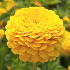 Zinnia canary bird for sale  Sevierville