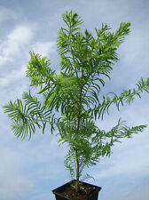 Metasequoia glyptostroboides d for sale  ST. ASAPH