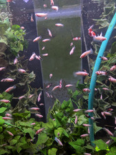 Female betta fish for sale  HAWICK