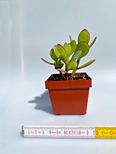 Geldbaum crassula vata gebraucht kaufen  Wallenhorst