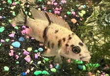 Peacock african cichlid for sale  Cohoes