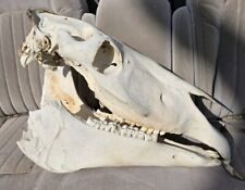 Horse skull for sale  Boyd