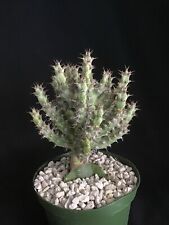 Euphorbia horwoodii grafted for sale  Rancho Santa Margarita