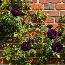 Rosa rampicante porpora usato  Trappeto