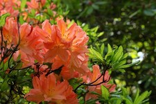Rhododendron stecklinge lachsf gebraucht kaufen Rhododendron stecklinge lachsf gebraucht kaufen  Kaiserslautern