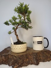 Buddhist pine podocarpus for sale  ELGIN