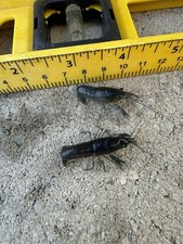 Pair electric blue for sale  Bossier City