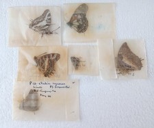 paper butterflies for sale paper butterflies for sale SLEAFORD