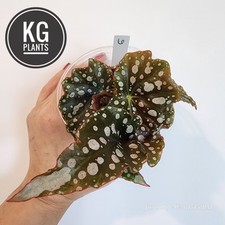 Begonia hybrid amelia for sale  Grayson