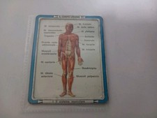 Corpo umano schede usato  Soverato