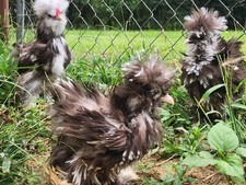 Silkie hatching eggs for sale  Parrish