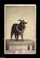 Antique photo cute for sale  Fisherville