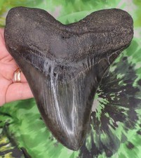 3 28 shark tooth fossil for sale 3 28 shark tooth fossil for sale Bloomsburg