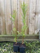 Coast redwoods sequoia for sale  CHORLEY