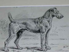 Original 1895 antique for sale  WARRINGTON