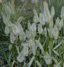 Beard grass polypogon for sale  GREENOCK